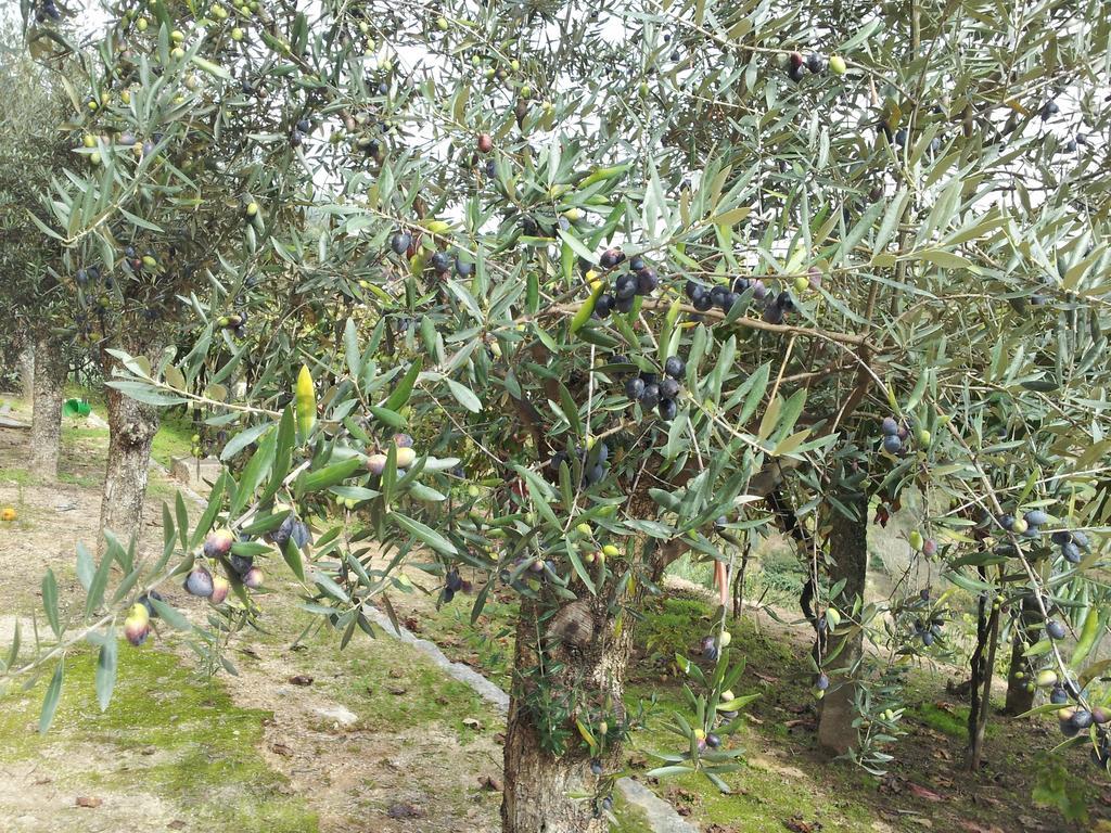 מלון Loivos da Ribeira Casa Do Escoivo מראה חיצוני תמונה